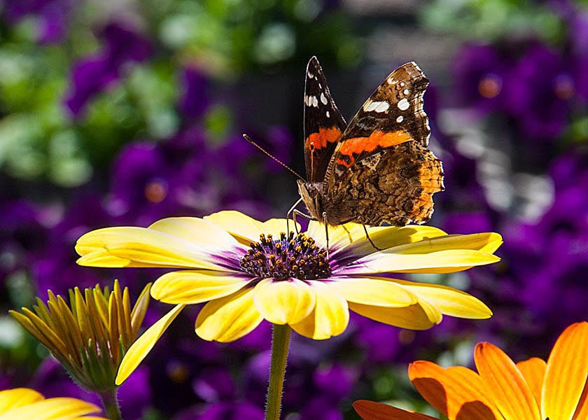 Trying a Different Colour Flower