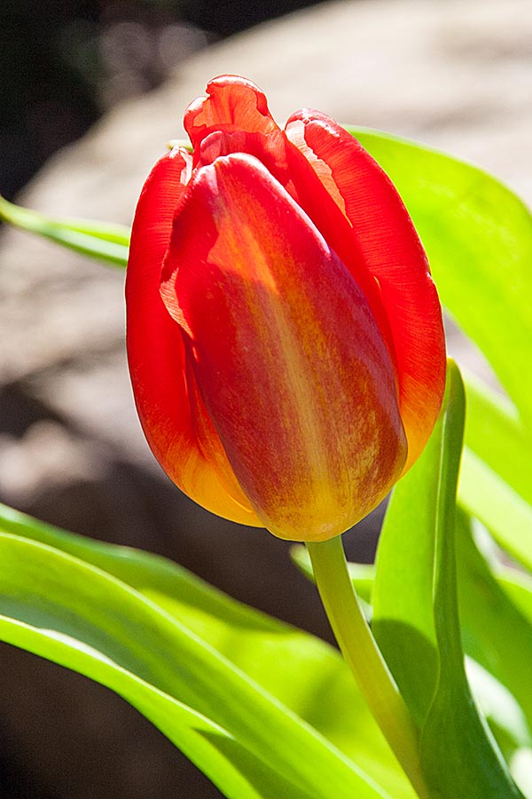 Tulip in the Sun