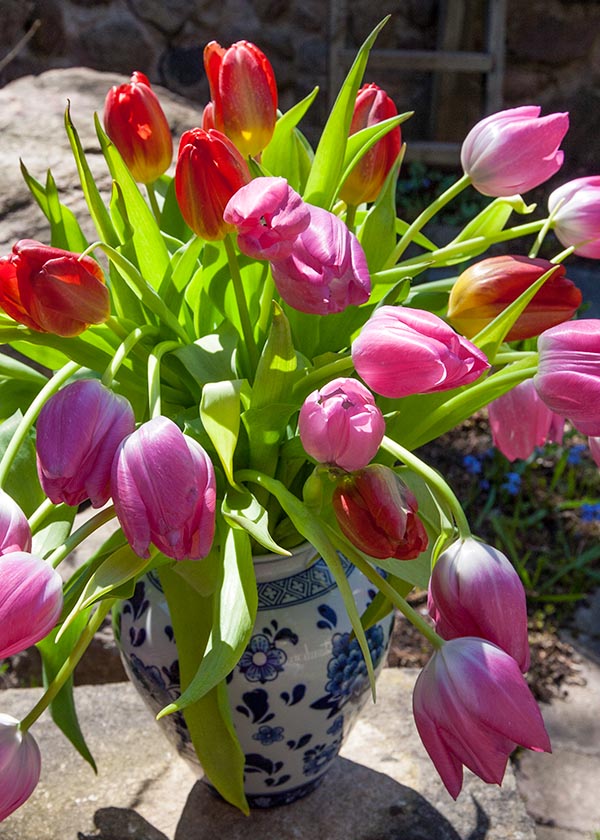 Tulips in the Sun