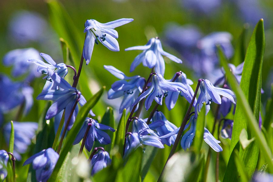 Scillas in the Grass