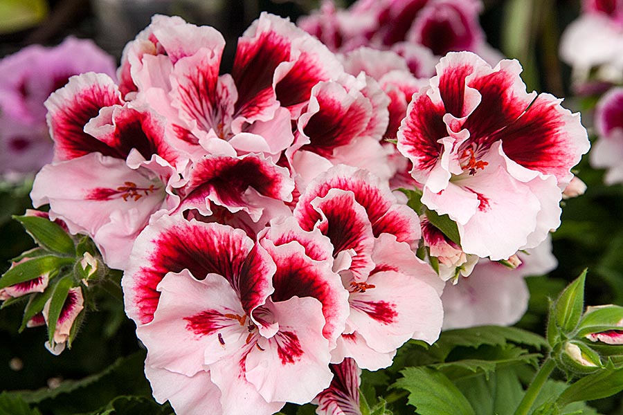 Martha Washington Geranium