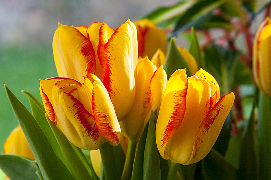 Tulips from Rachel