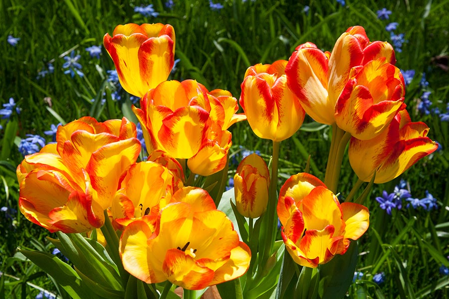 Rachel's Tulips