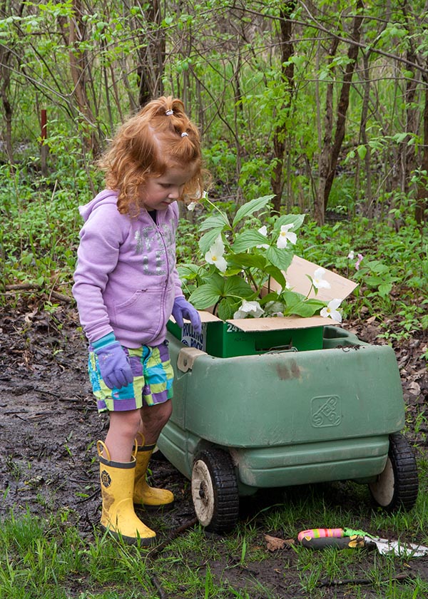 Digging Up Trilliums for the Garden