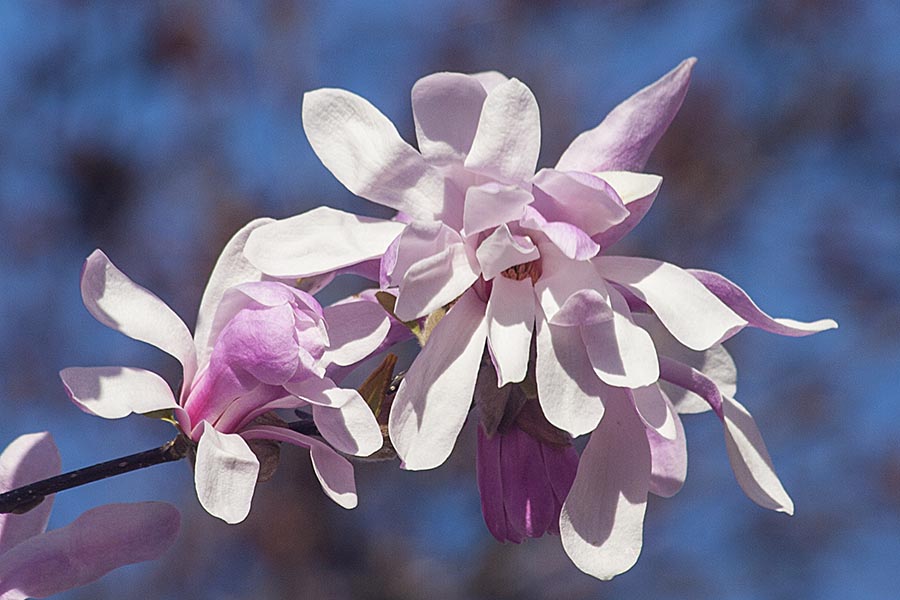 Star Magnolia