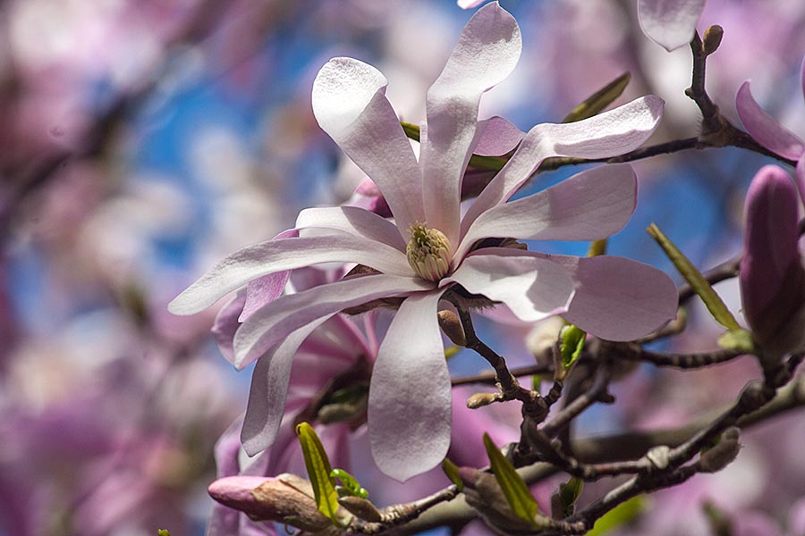 Star Magnolia