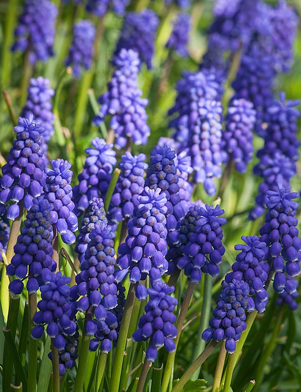 Grape Hyacinths