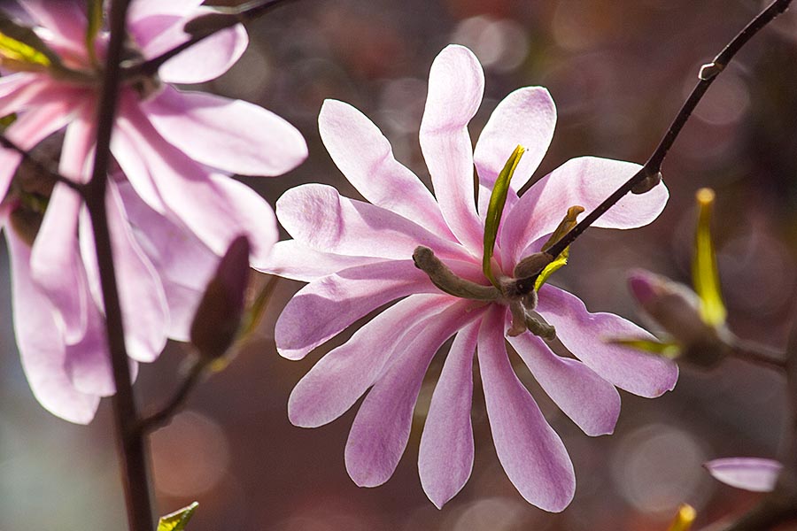 Star Magnolia in the Evening Sun