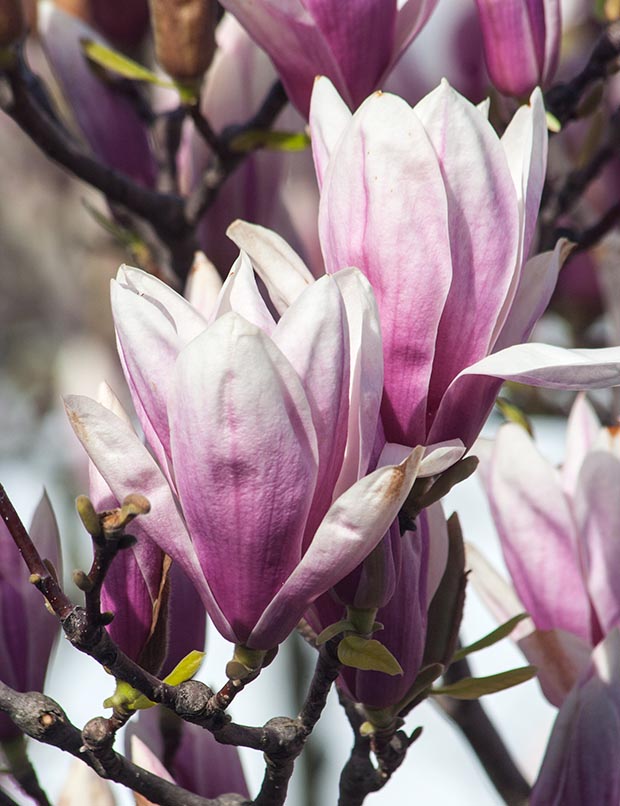 Saucer Magnolia Flowers