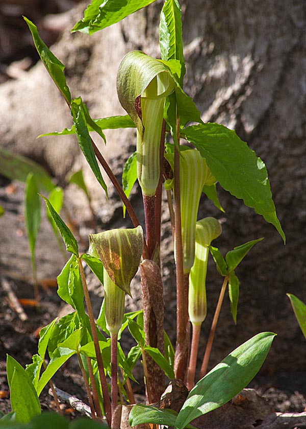 Jack-in-the-Pulpit
