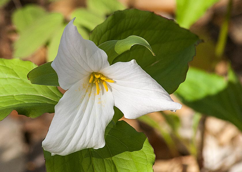Trillium