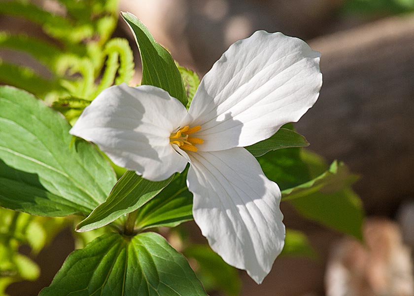 One Last Trillium