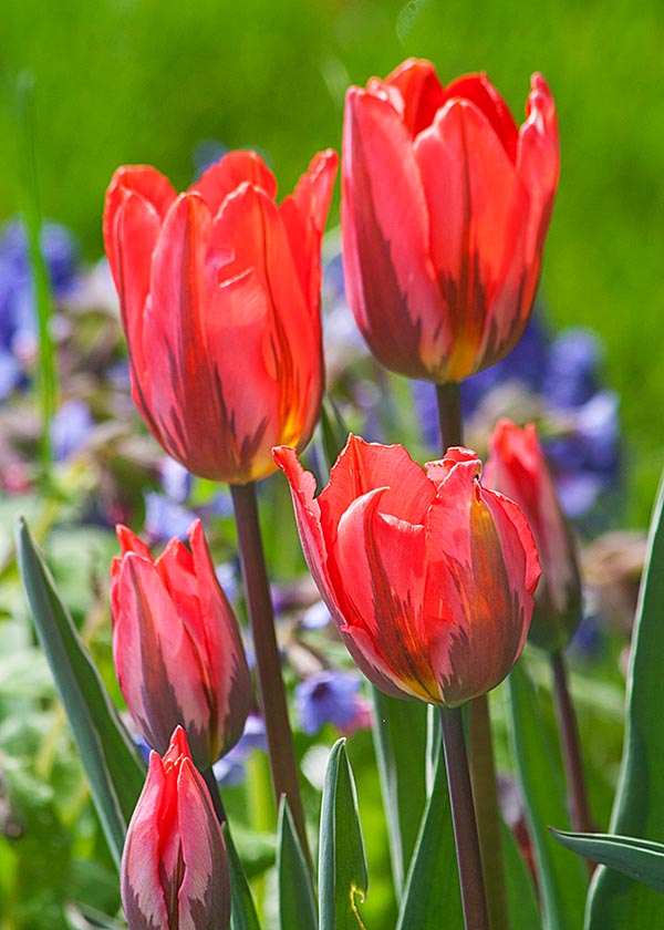 Tulips in the Morning Sun
