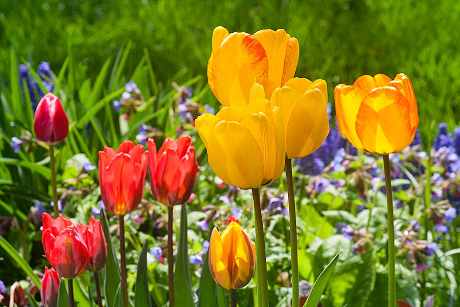 Colourful Tulips