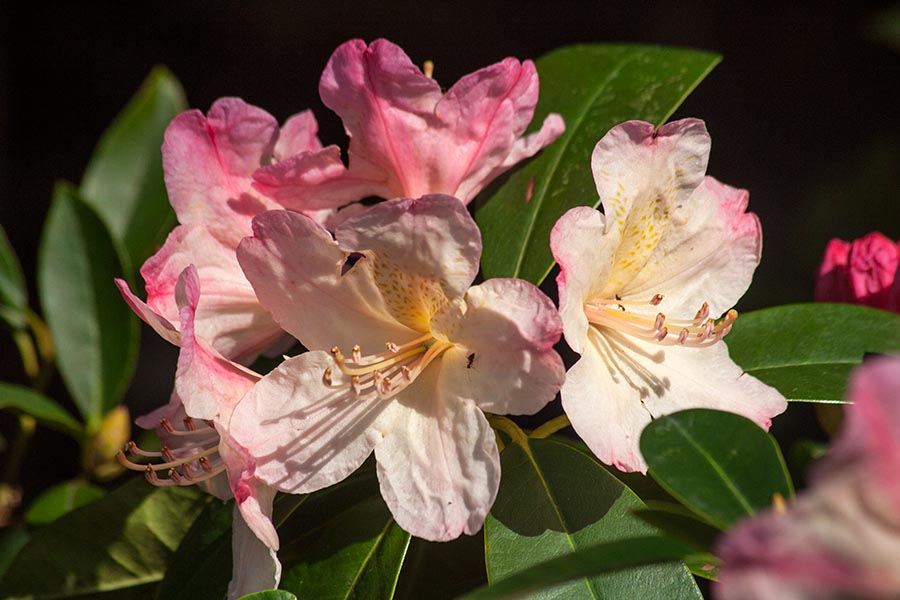 Sunny Rhododendron Blossom