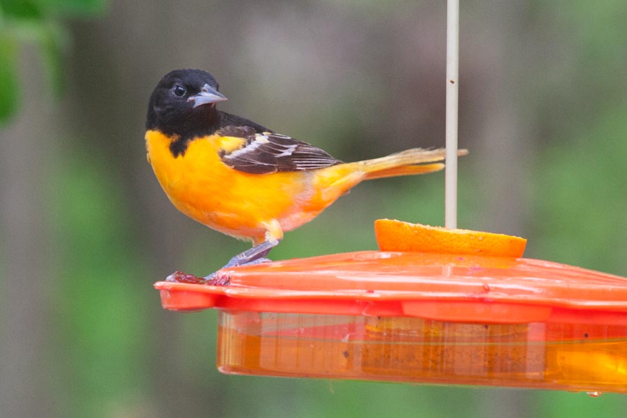 Oriole at the Feeder