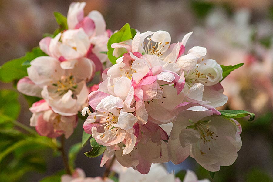 Pink Profusion Blossoms