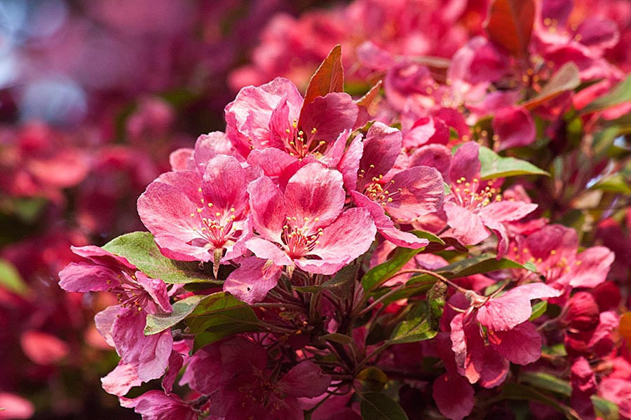 Hopa Crab Blossoms