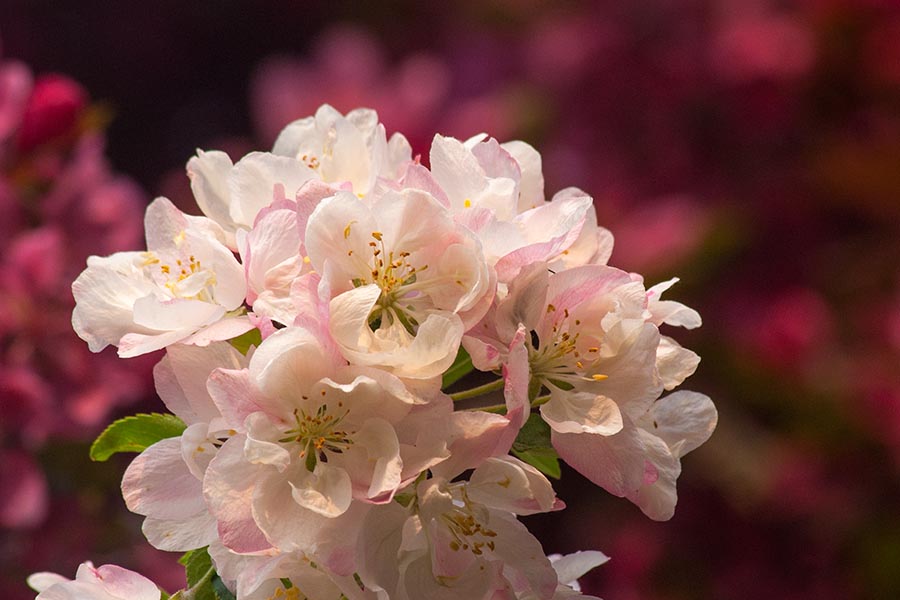Warm Profusion