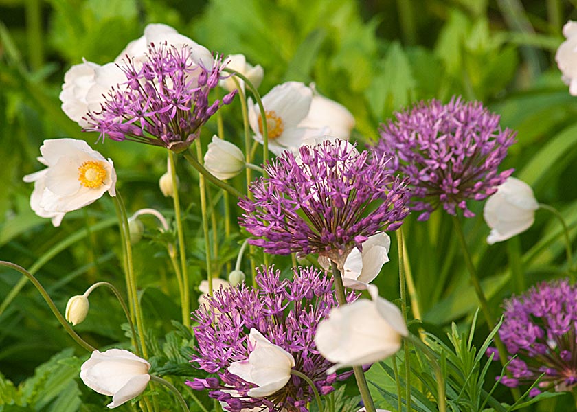 Purple and White