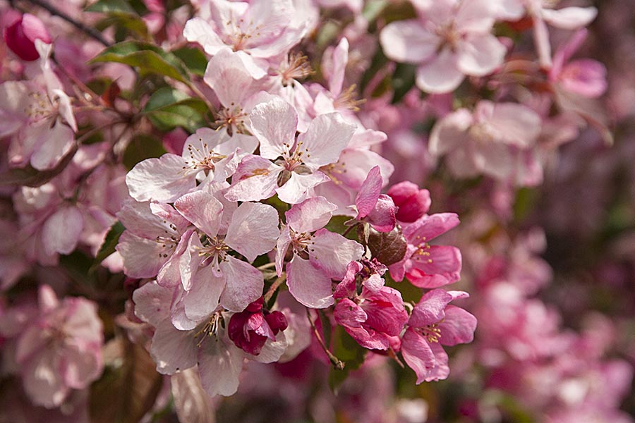 Pink Blossoms