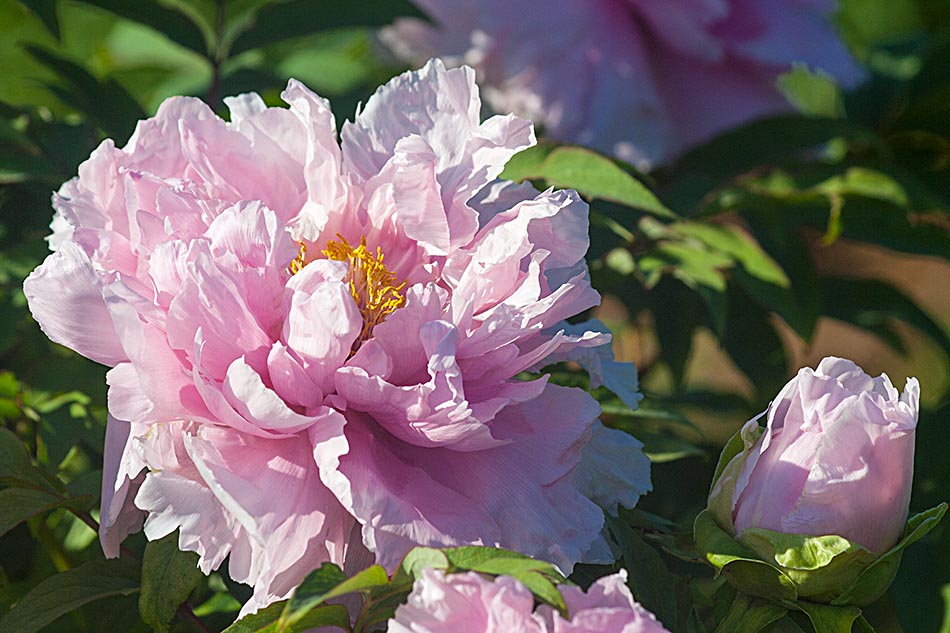 Pale Pink Tree Peony