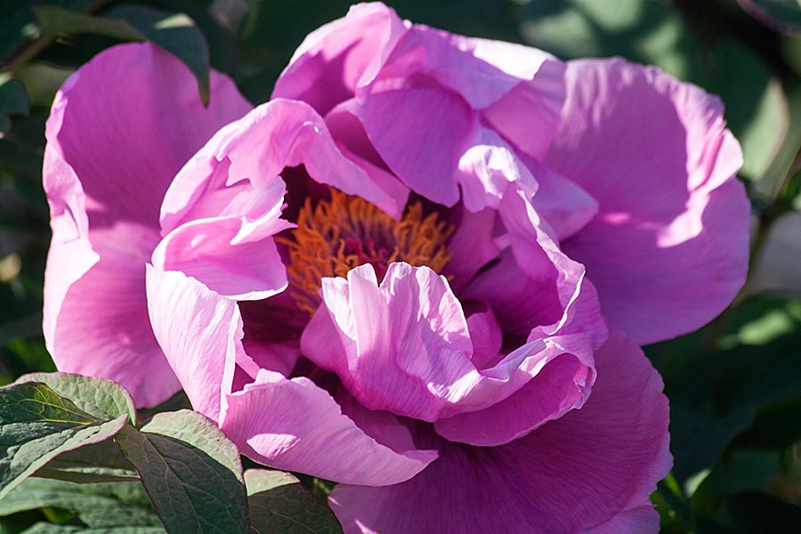 Single Pink