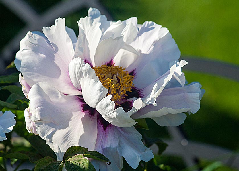 White with Purple