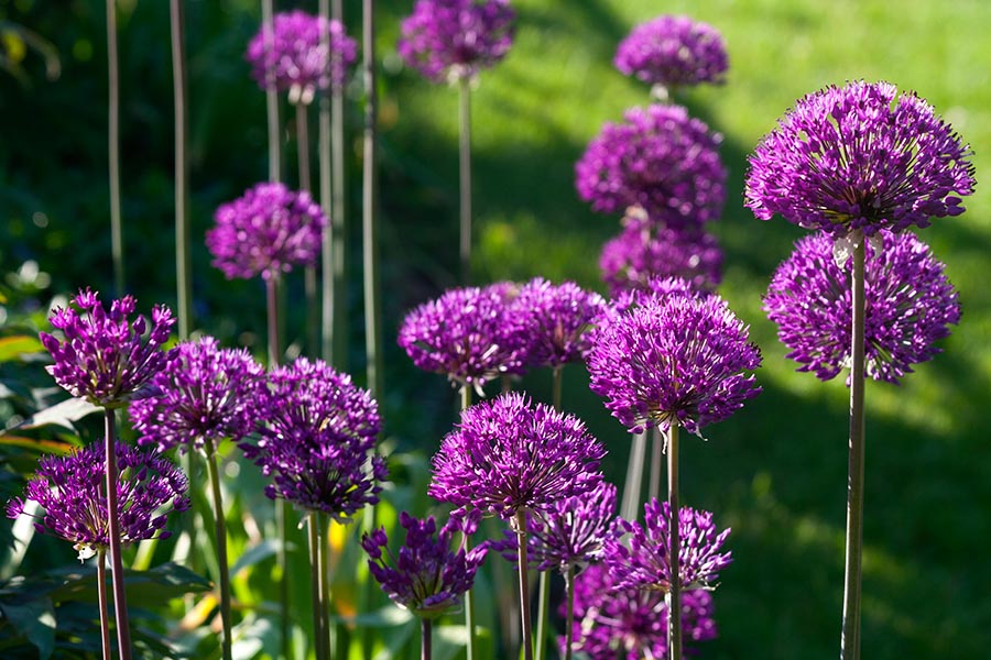 Purple Allium