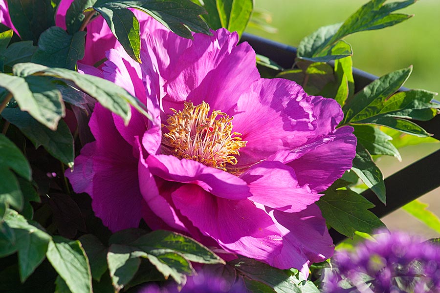 Another Deep Pink Peony in the Evening Sun
