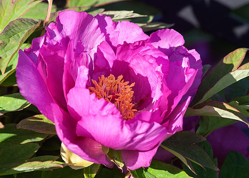 Bright Pink Peony