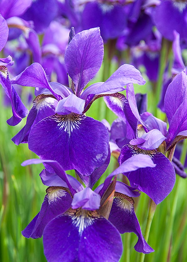 Blue Flag