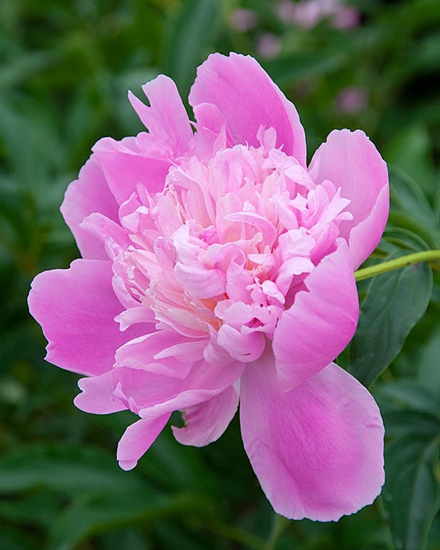 Peony in La Salle