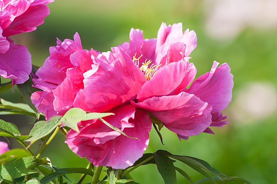 Back at the Peony Gardens