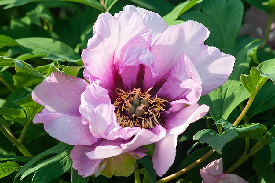 Purple Peony