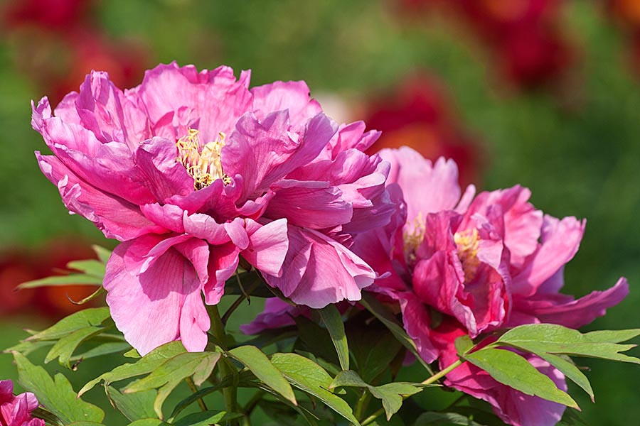 Pink Peonies