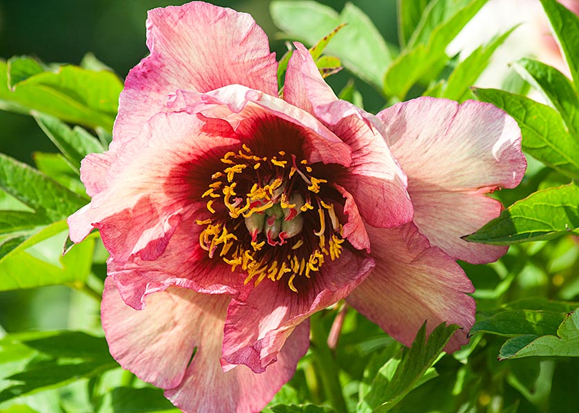 Peachy-Orange Peony