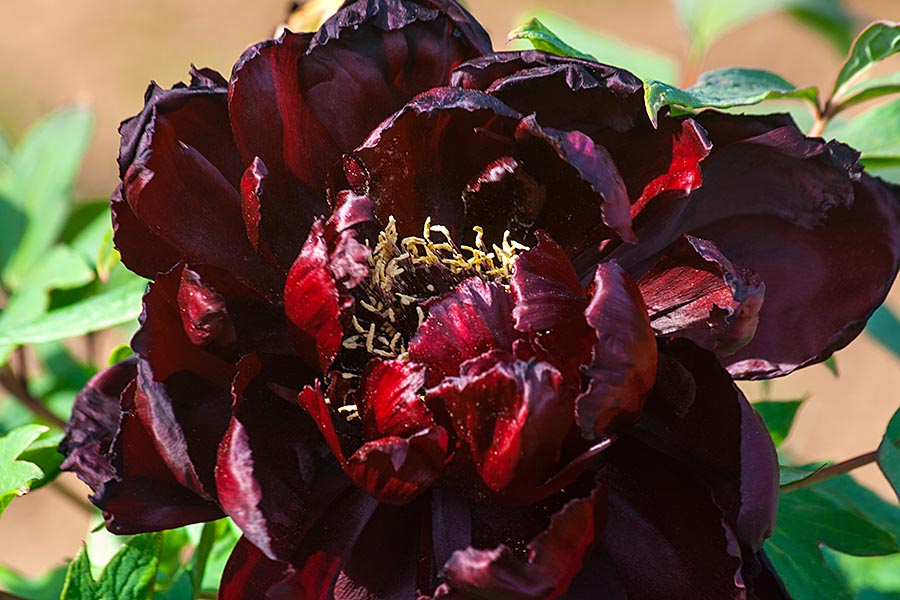 Blood Red Peony