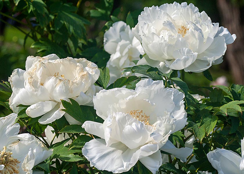 White Peonies