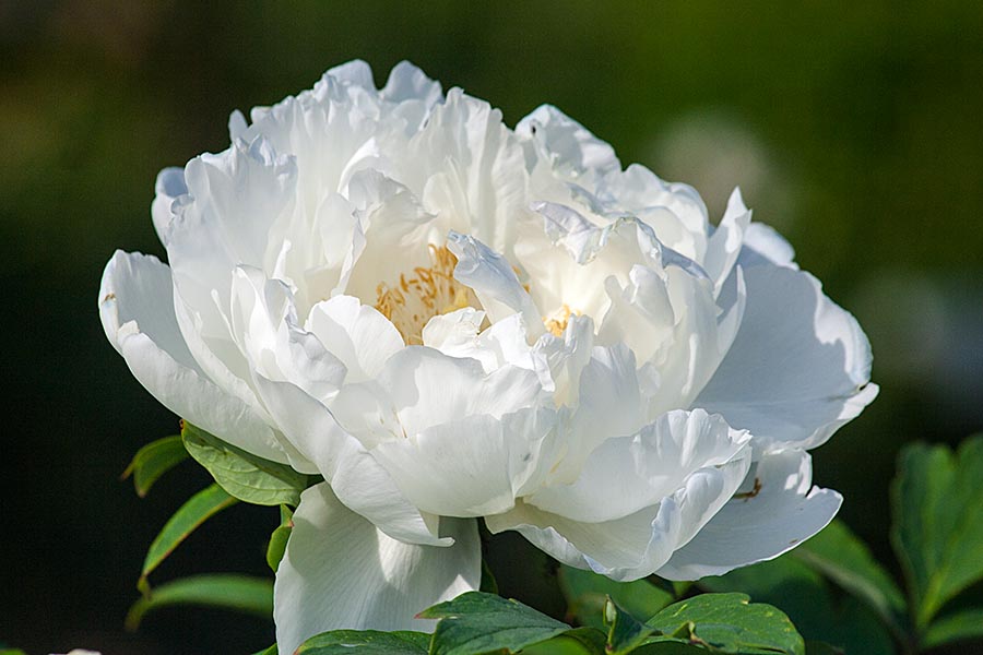 Another White Peony
