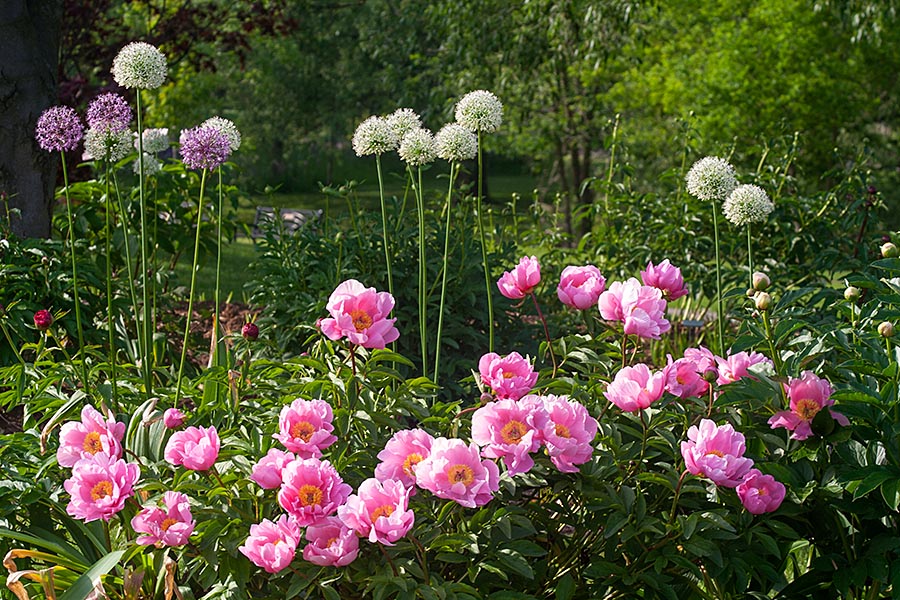 Peonies with Allium