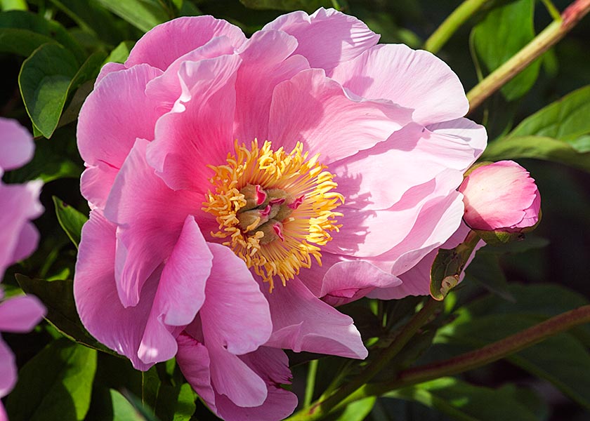 Pink Peony