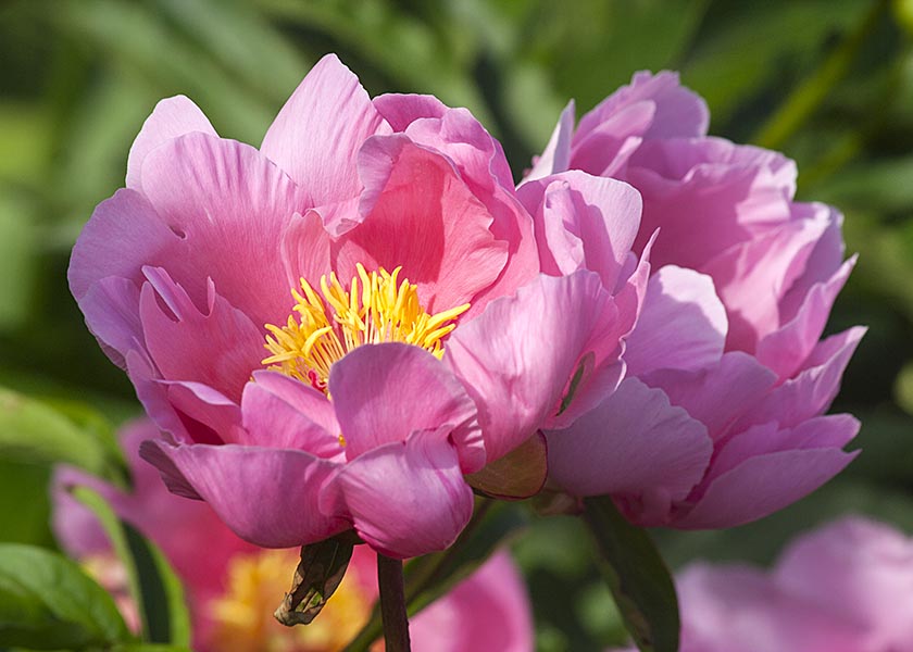 More Pink Peonies