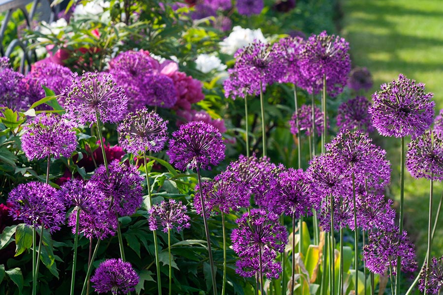 Purple Allium