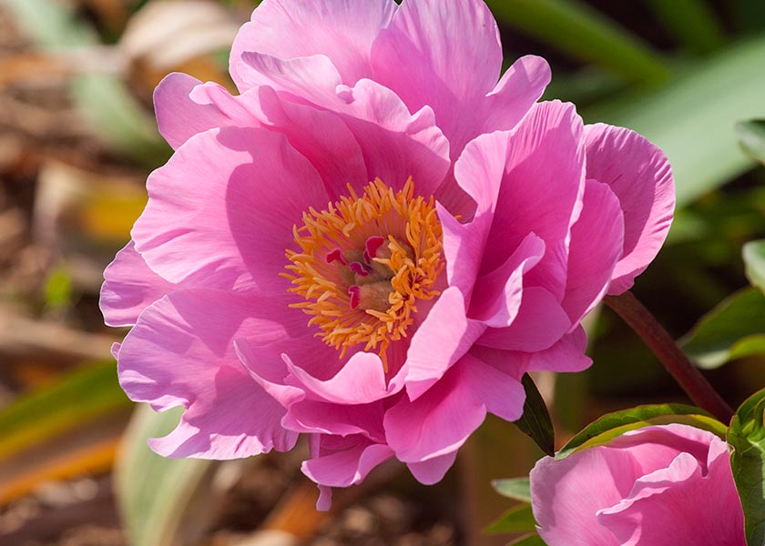 Another Soft Pink Peony