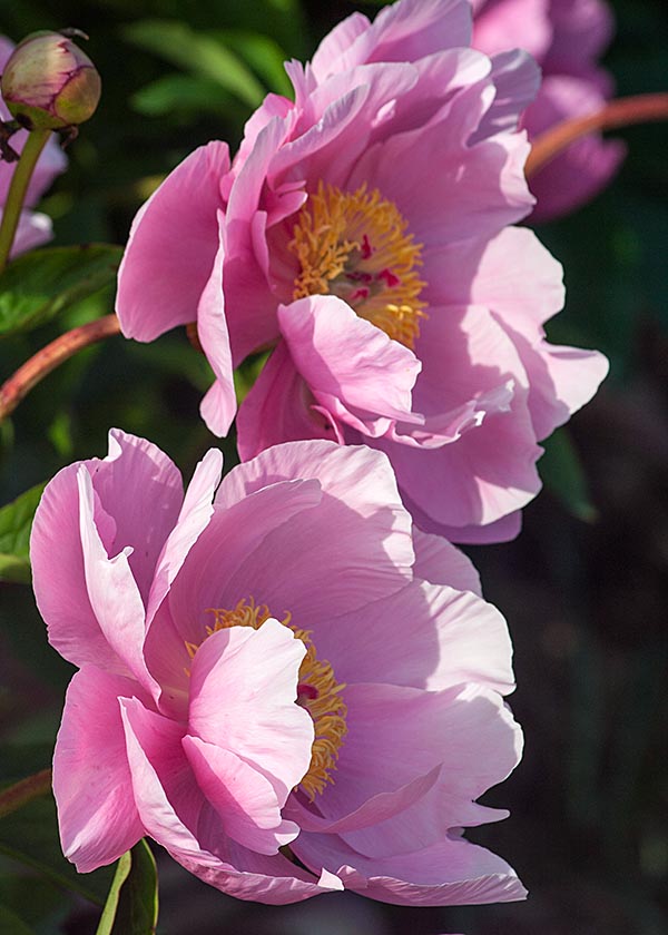 Two Single Pink Peonies
