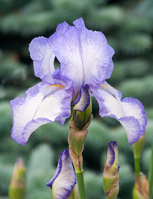 Two-Tone Iris