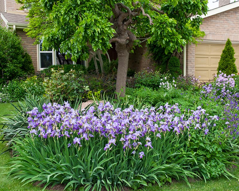 Our Irises