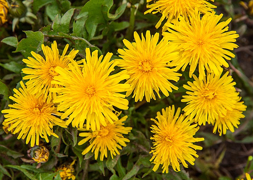 Newfie Dandelions