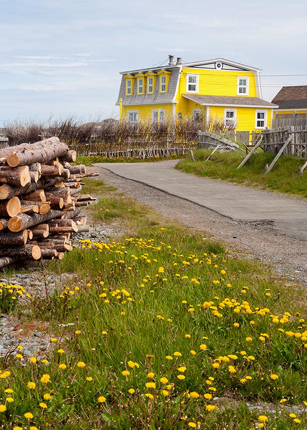 Yellow in Bonavista